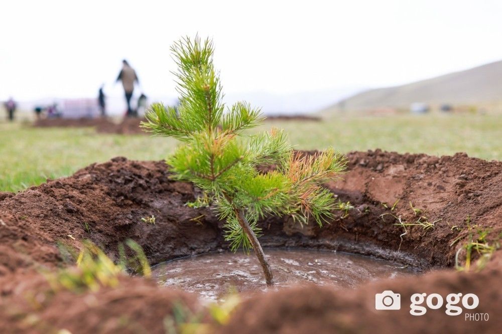140 million trees planted under Mongolia&rsquo;s Billion Trees national movement